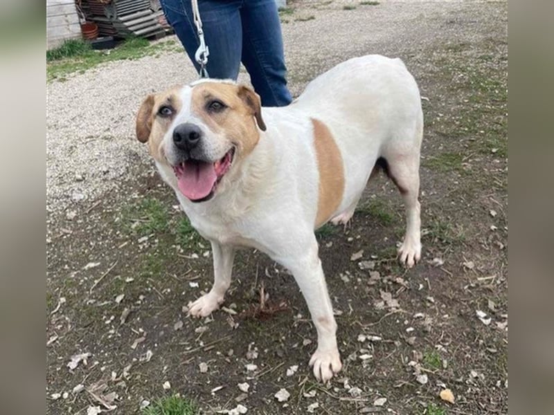 Lilly – abenteuerlustiger Sonnenschein sucht ihre Herzensmenschen