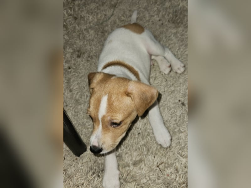 Jack russell welpen