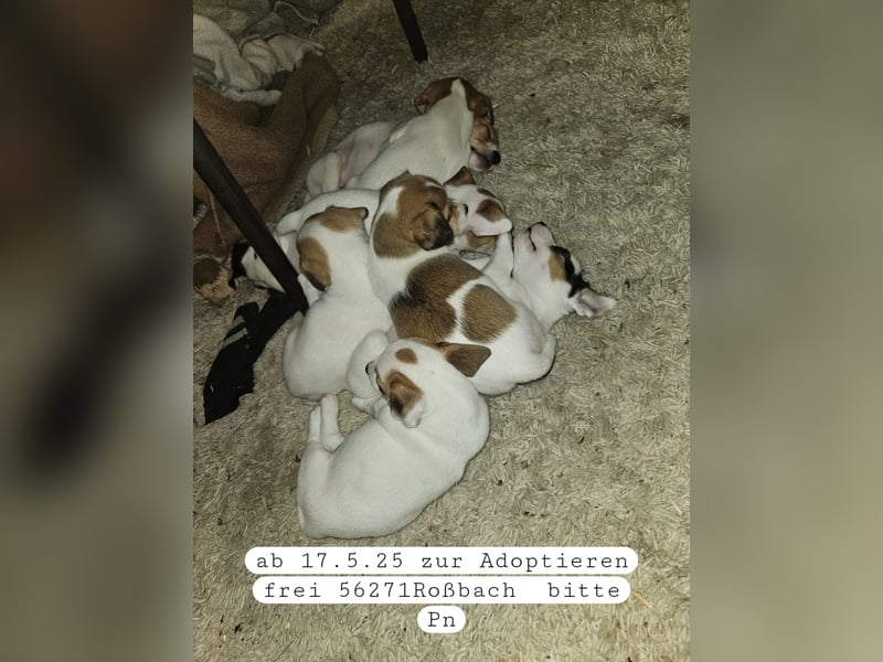 Jack russell welpen