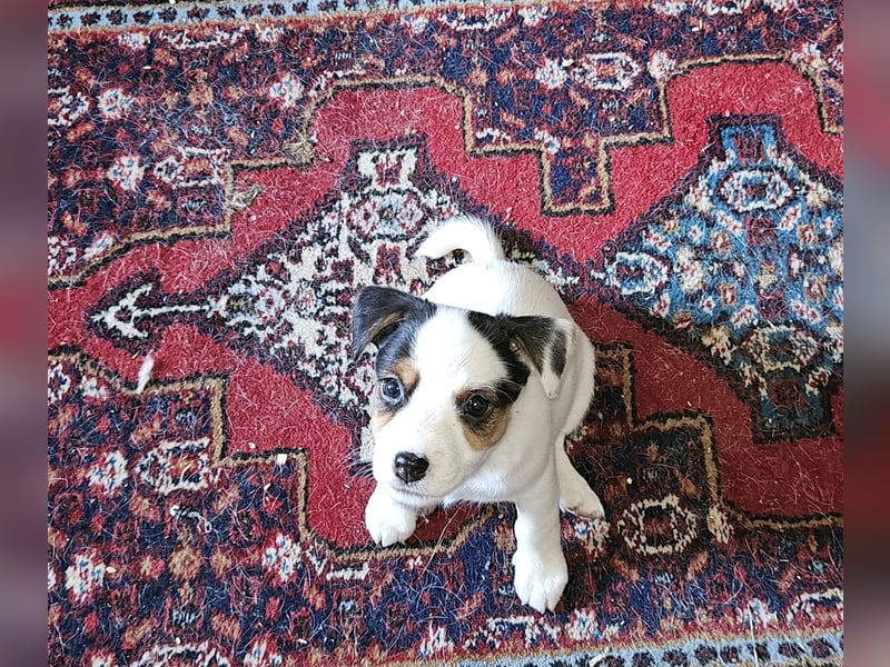 Jack russell welpen