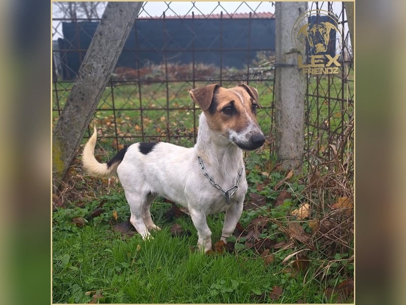 MISTY - kleine aktive Hündin sucht Familie