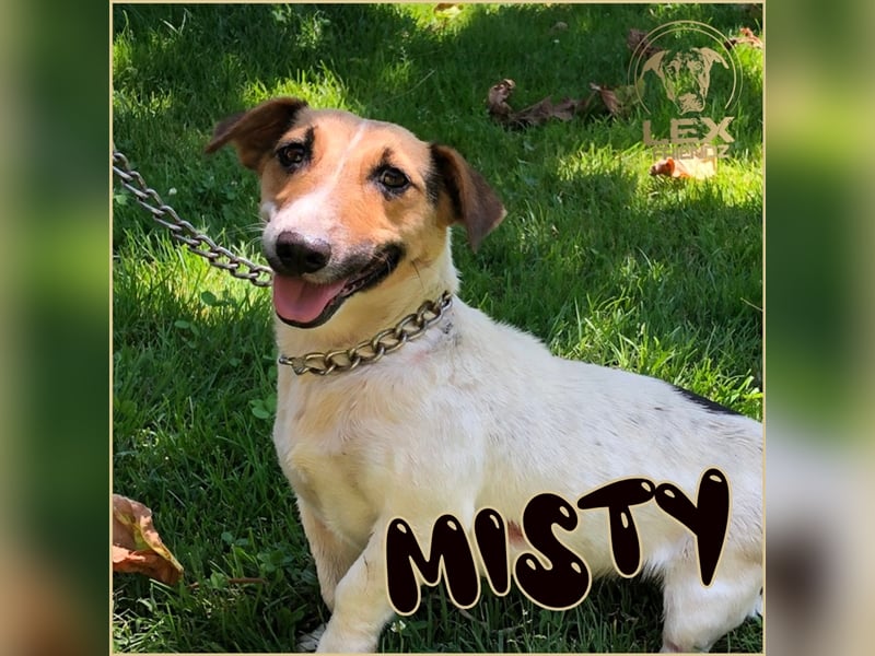 MISTY - kleine aktive Hündin sucht Familie