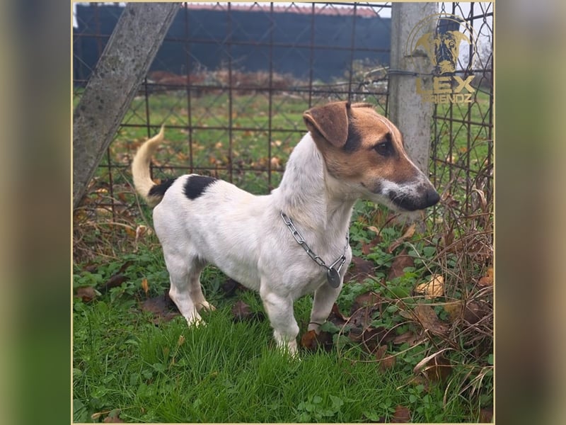 MISTY - kleine aktive Hündin sucht Familie