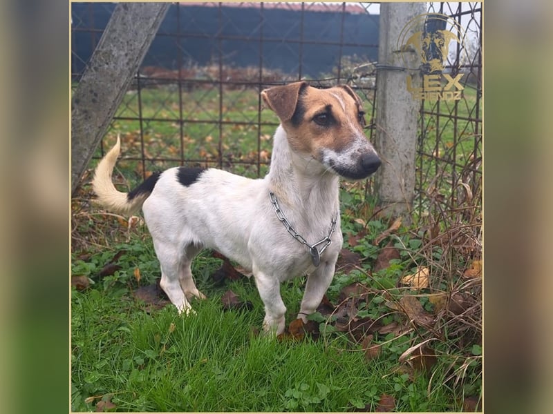MISTY - kleine aktive Hündin sucht Familie