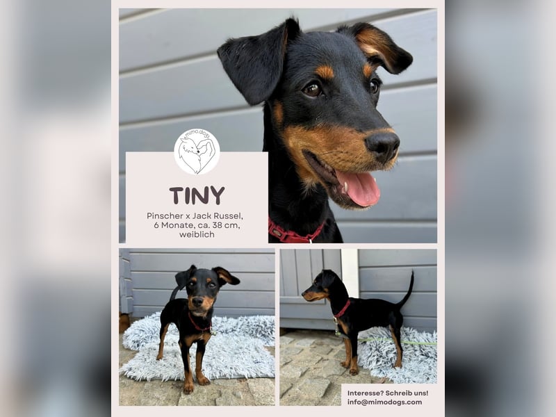 Tiny: Jung, klug & voller Energie