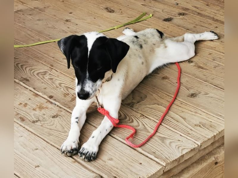 Aline, Jack Russell Mischling, geb. 2024, aktive Junghündin sucht aktive Familie
