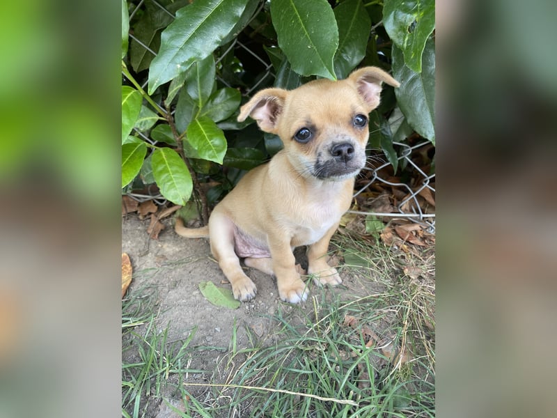 Jack Russel Chihuahua Mädchen sucht ein schönes Zuhause