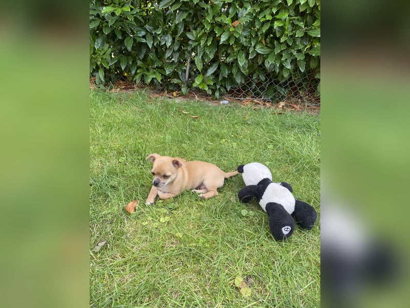 Jack Russel Chihuahua Mädchen sucht ein schönes Zuhause