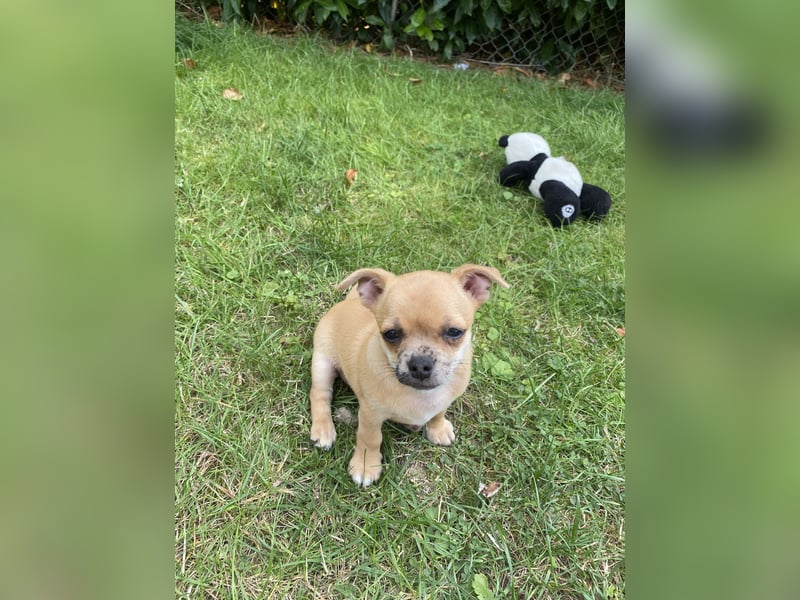 Jack Russel Chihuahua Mädchen sucht ein schönes Zuhause