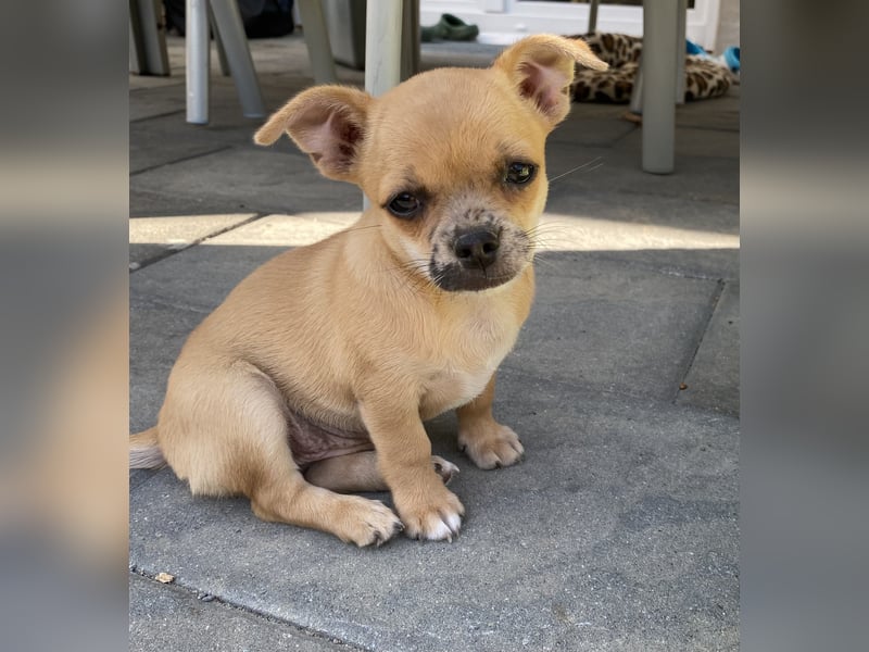 Jack Russel Chihuahua Mädchen sucht ein schönes Zuhause