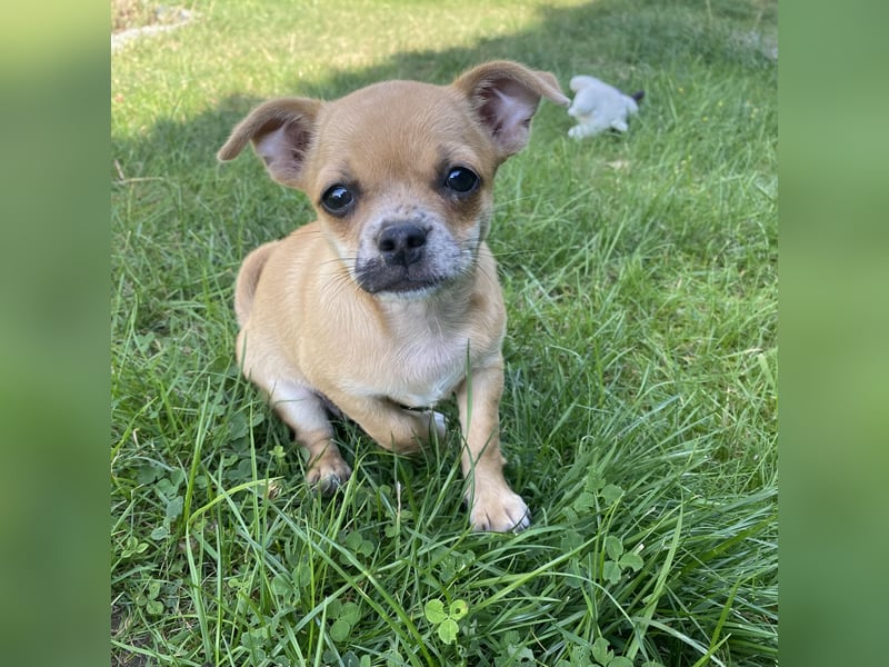 Jack Russel Chihuahua Mädchen sucht ein schönes Zuhause