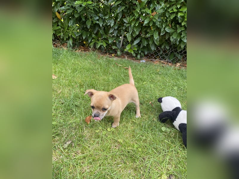 Jack Russel Chihuahua Mädchen sucht ein schönes Zuhause
