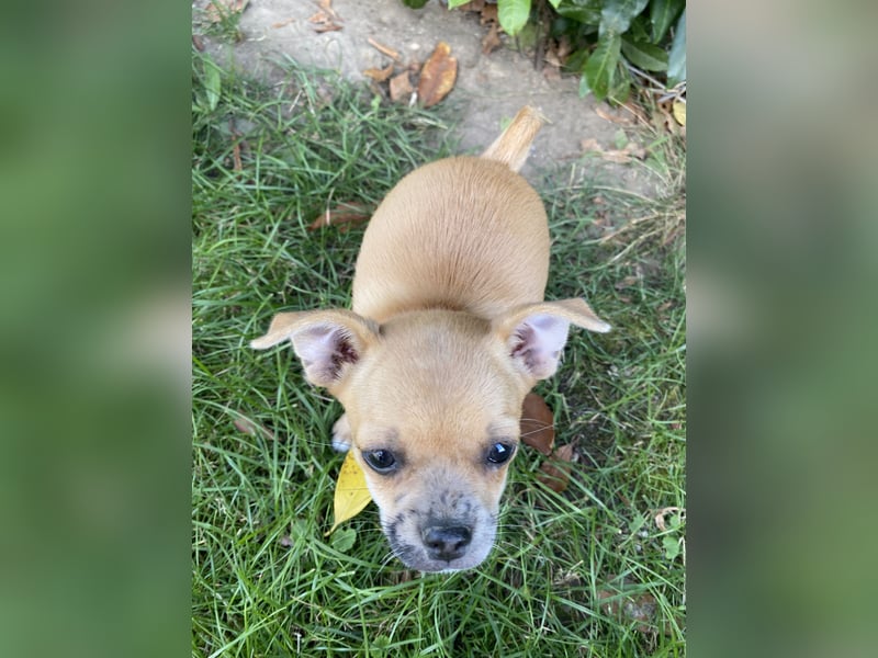 Jack Russel Chihuahua Mädchen sucht ein schönes Zuhause