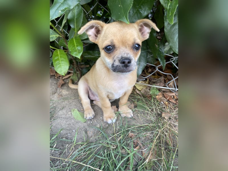 Jack Russel Chihuahua Mädchen sucht ein schönes Zuhause