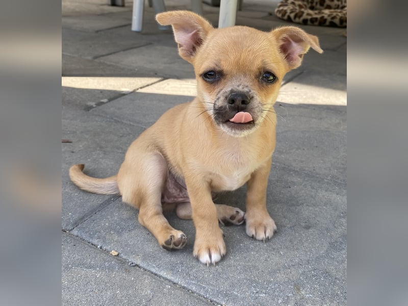 Jack Russel Chihuahua Mädchen sucht ein schönes Zuhause