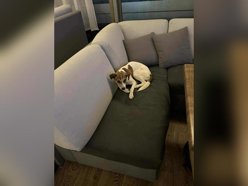 Khidri, kleine Mischlingshündin sucht ihr Zuhause ❤️