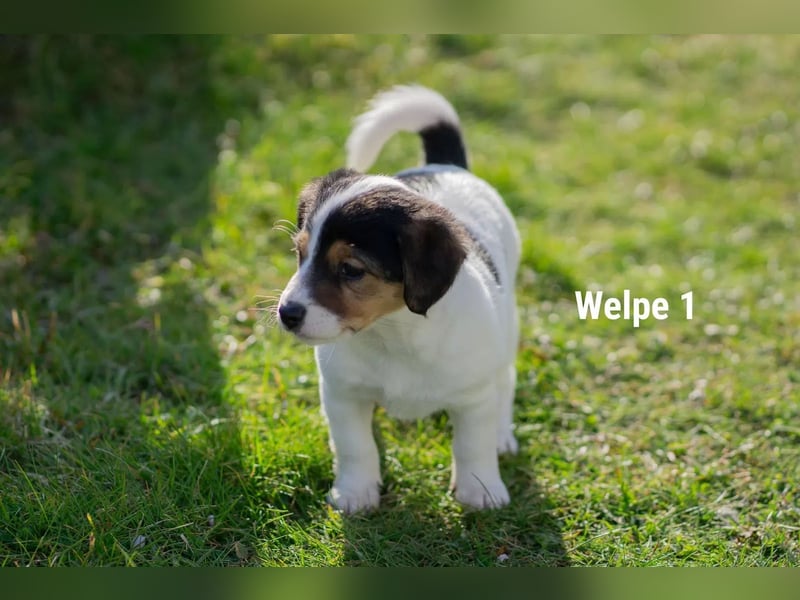Jack Russell Terrier Hündinnen zu verkaufen