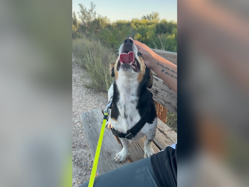 Luna, eine kleine süße Hündin