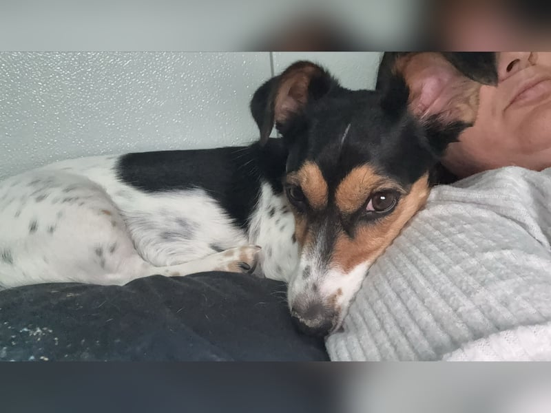 Luna, eine kleine süße Hündin