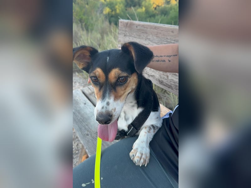 Luna, eine kleine süße Hündin
