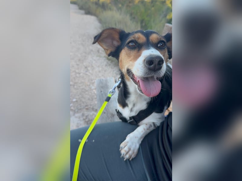 Luna, eine kleine süße Hündin