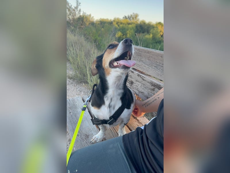 Luna, eine kleine süße Hündin