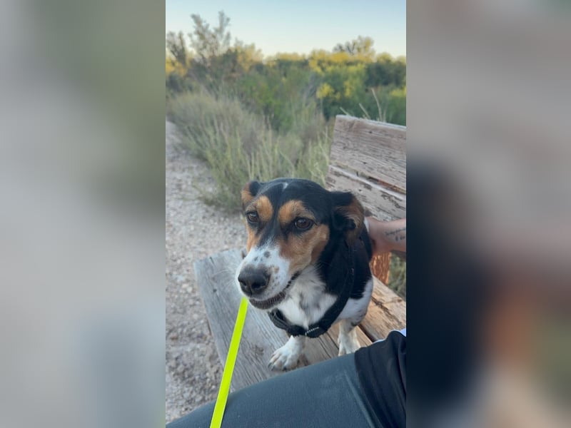 Luna, eine kleine süße Hündin
