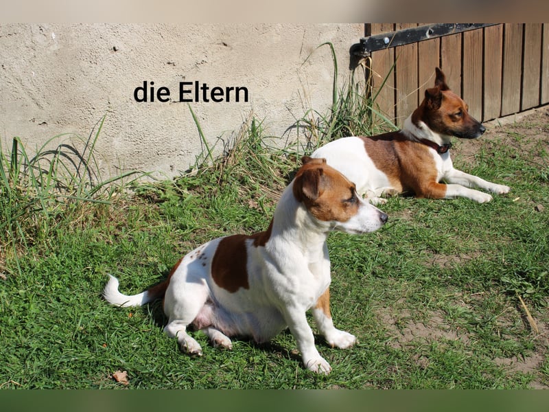 Jack Russel Welpen abzugeben