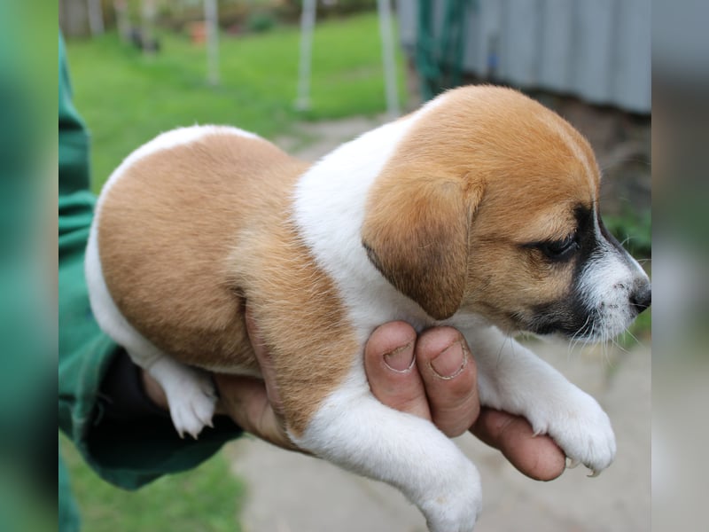 Jack Russel Welpen abzugeben