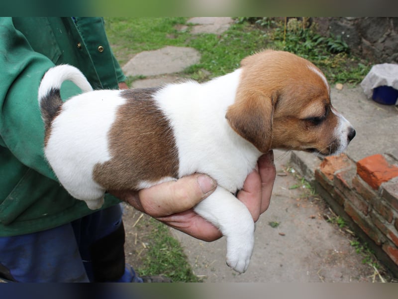 Jack Russel Welpen abzugeben