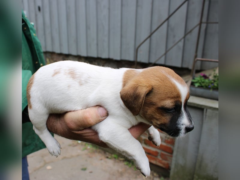 Jack Russel Welpen abzugeben