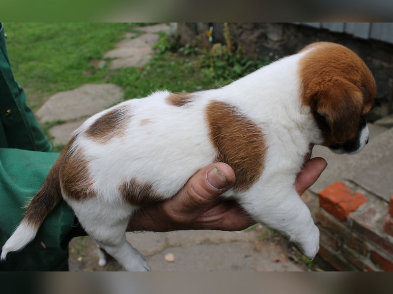 Jack Russel Welpen abzugeben