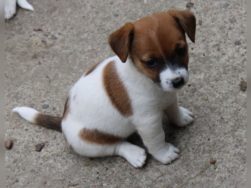 Jack Russel Welpen abzugeben