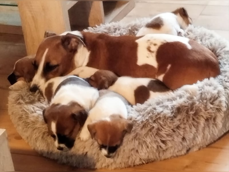 Jack Russel Welpen abzugeben