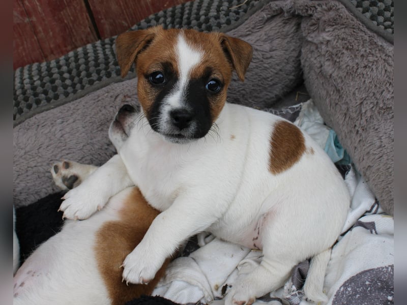 Jack Russel Welpen abzugeben