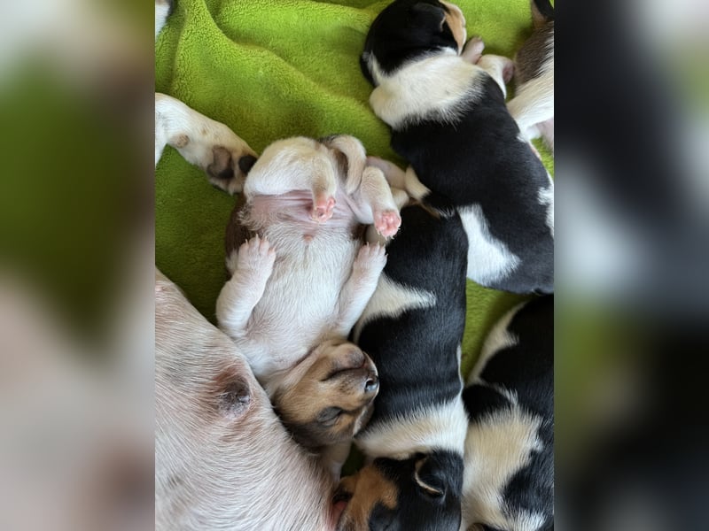 Jack Russel Welpen