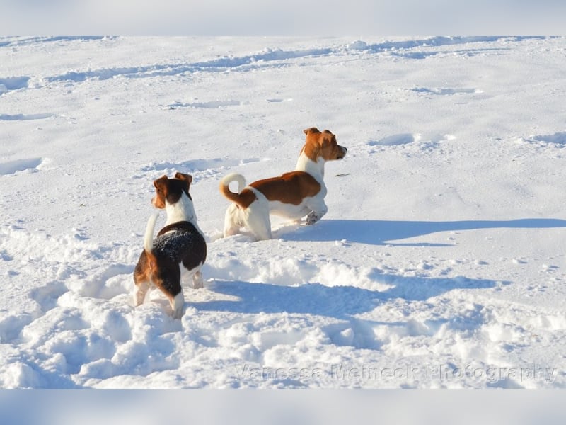Jack Russel Welpen