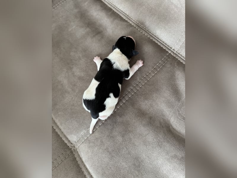 Jack Russel Welpen
