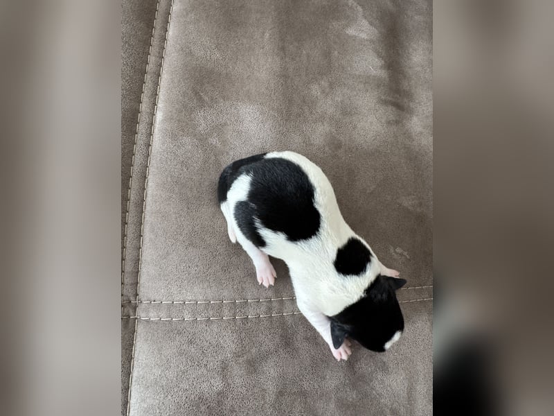 Jack Russel Welpen