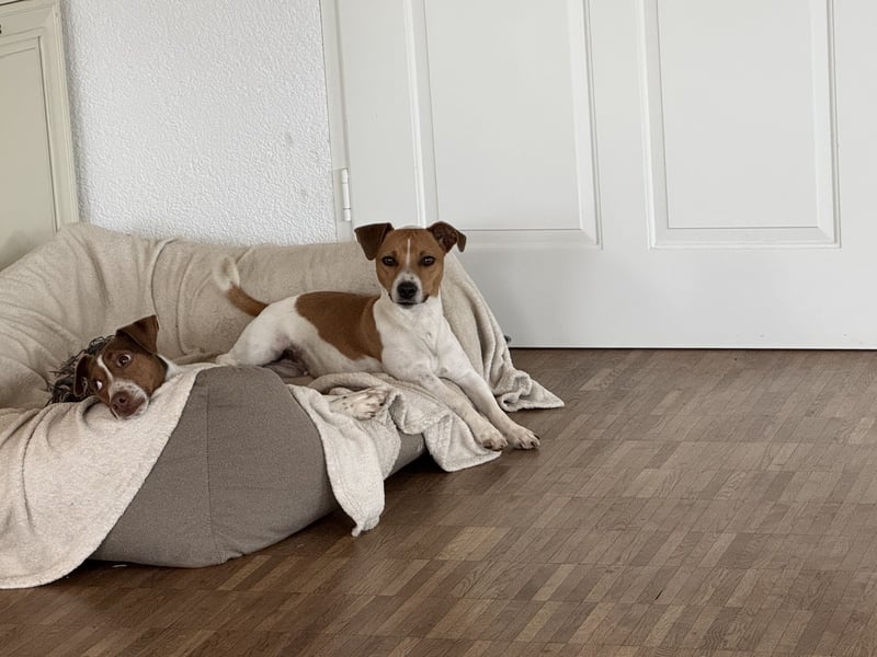 Jack Russel Welpen
