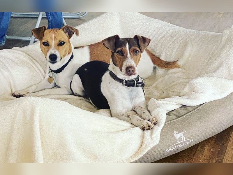 Jack Russel Welpen