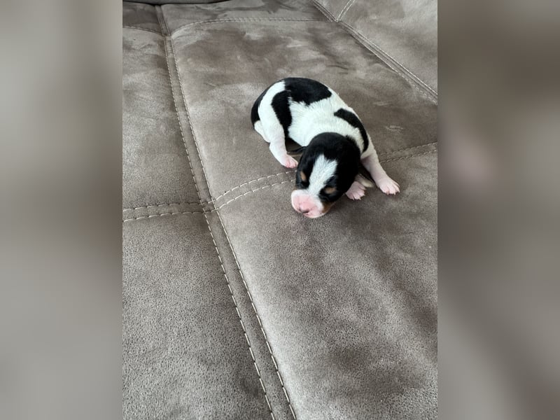 Jack Russel Welpen