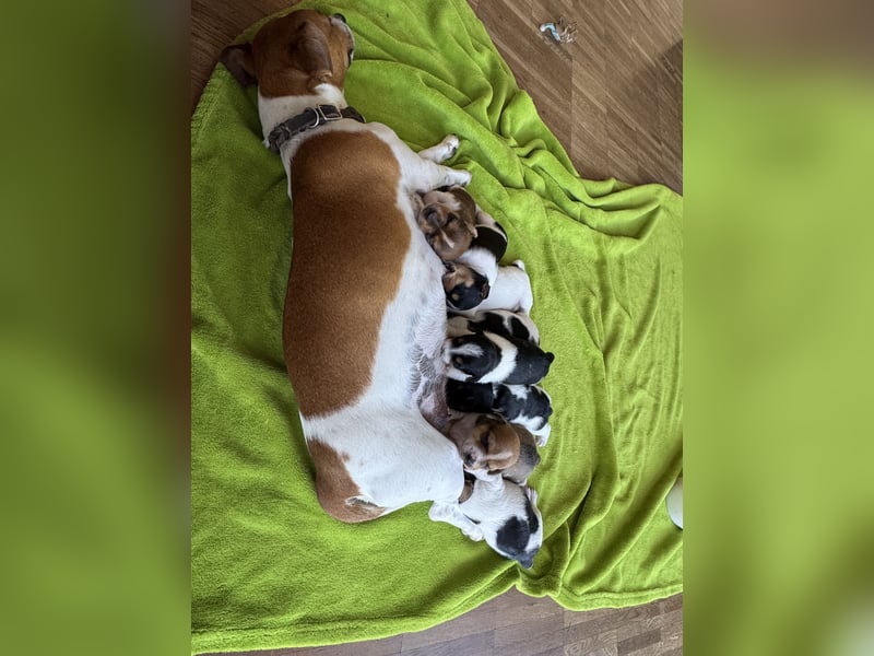 Jack Russel Welpen