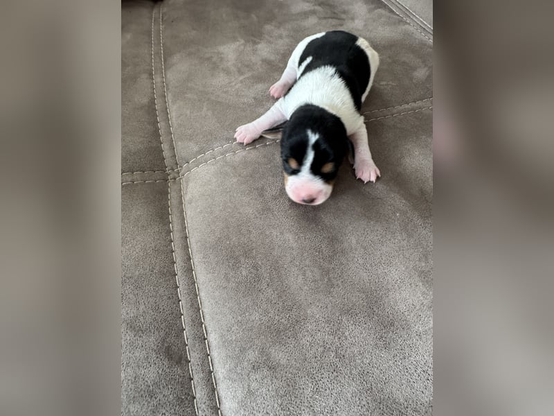 Jack Russel Welpen