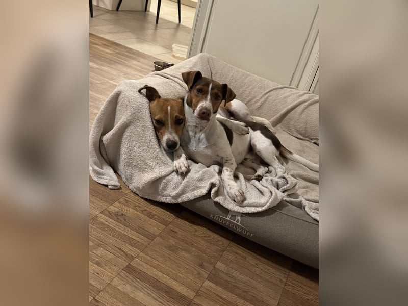 Jack Russel Welpen