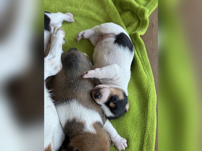 Jack Russel Welpen