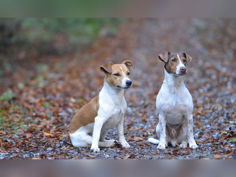 Jack Russel Welpen