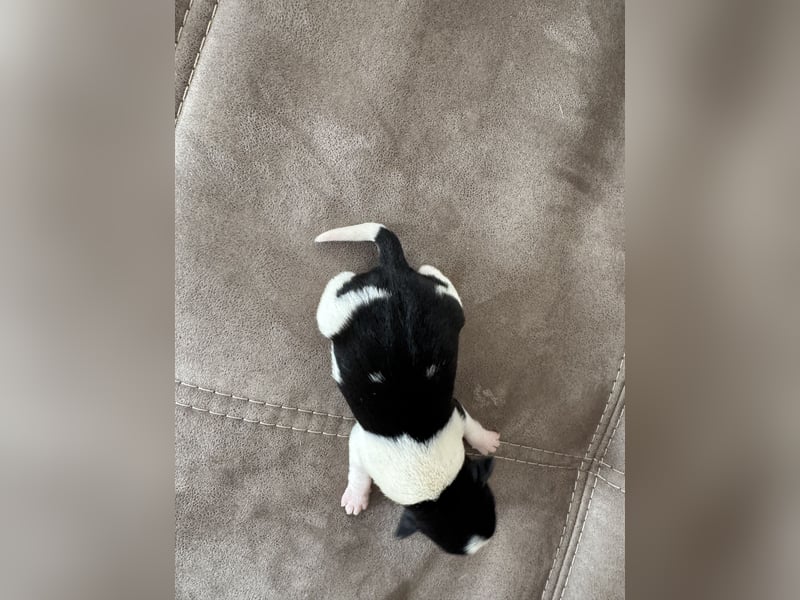 Jack Russel Welpen