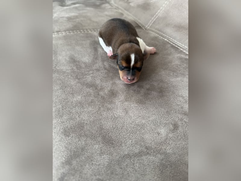 Jack Russel Welpen