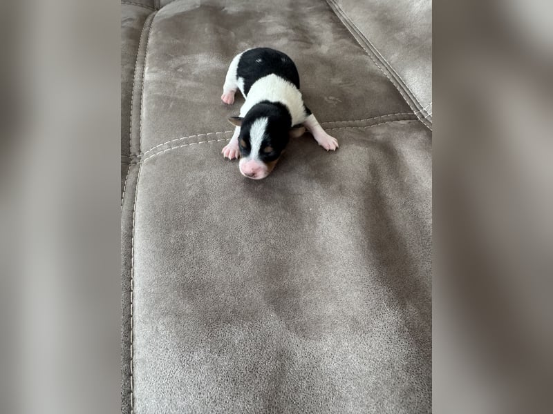 Jack Russel Welpen